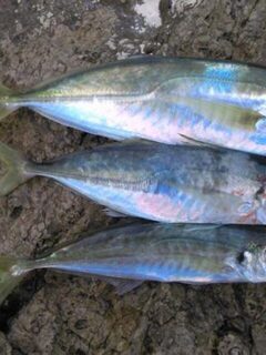 Испания: утренняя морская рыбалка в непогоду, когда ставрида почти отошла