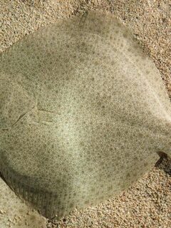 Девять камбаловых рыб Норвегии с местными, английскими и научными названиями
