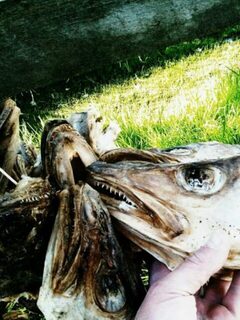 Для чего сушат щучьи головы и кто может объяснить этот обычай