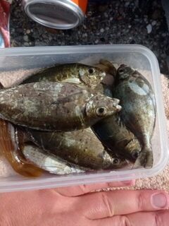 Копченая курица утром принесла в основном колючую ядовитку