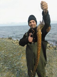 В рыбацких сообществах удивила мурена на фоне уловов крупного хищника