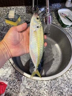 Неизвестная рыба с пятном за жабрами