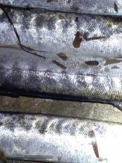Утром попадаем на отлив, за высокой водой вышел вечером