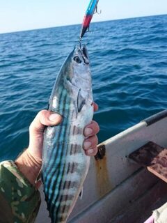 Паламута на паламута на Черном море, фотография чужая