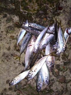 Береговая ловля ставриды на Чёрном море в холодной воде у буны на джиг