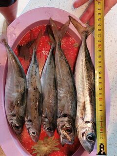 Ловля ставриды на Чёрном море далеко от самого берега