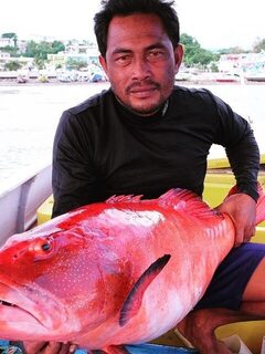 Красный групер Годжали на 16 килограммов из моря Флорес