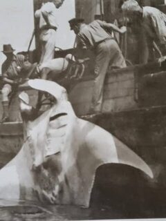 Ската подняли на траулер у Дурбана около 1920 года