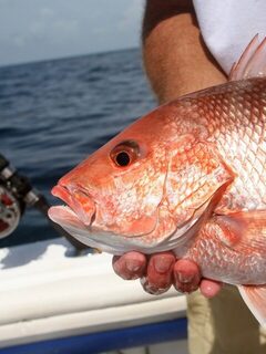 Октябрьский Destin Fishing Rodeo: ежедневные взвешивания в гавани