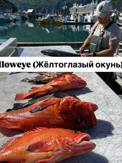 Аляска: лингкод, треска, палтус и кижуч в нашем морском улове
