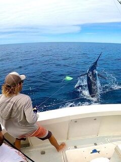 Голубой марлин у кормы: морской выход Peak Sportfishing в Эксмуте