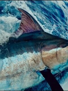 Еще одна рыба на 400 фунтов с ловли на Азорской банке