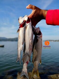 На рассвете у берега Фетхие дождались хорошего клева