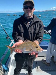 Снепперы у мидийных ферм Коромандела: на обед оставили одну рыбу