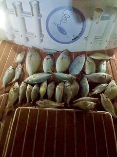 Разный морской улов у Аль-Вакры: рыба на палубе катера