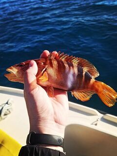 Небольшая морская рыба с лодки у черногорской Будвы