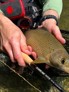Словенские реки с AOS Fly Fishing: хариус и дикая ручьевая форель