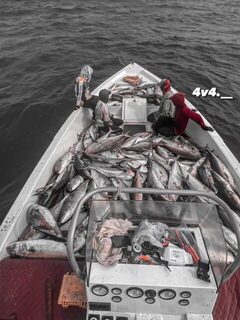 Полная лодка морского улова у побережья Дофара в Омане