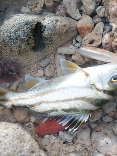 Короткие забросы с пляжа Исигаки с приманкой SumLures FB65