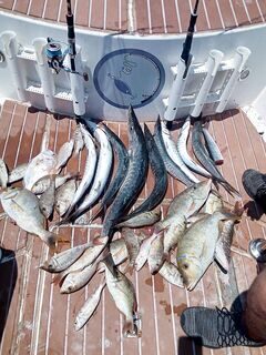 Барракуды из Катара: смешанный улов на морской рыбалке