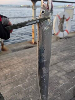 Через семь лет с берега в Осакском заливе снова попалась рыба-сабля