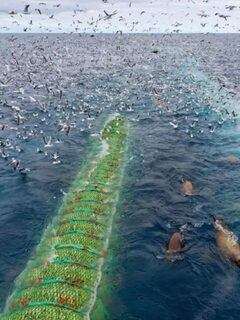 Минтай в Охотском море: трал с уловом в 120 тонн рыбы