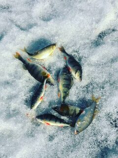 На Братском водохранилище в улов попался полосатый окунь