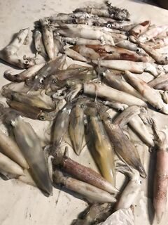 Каракатицы стали добычей морской рыбалки в районе Акбюка