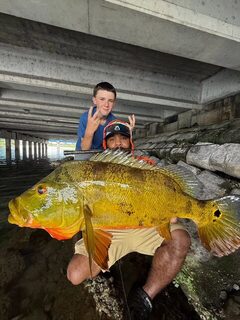 Крупные павлиньи окуни Майами на снасти DC Fishing Supplies