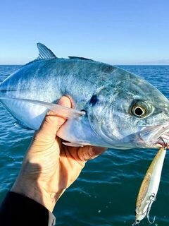 Caranx crysos Симоне на компактный Pelagus 65-S в Тирренском море