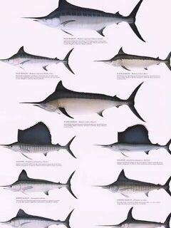 Четыре billfish Кюрасао: голубой и белый марлины, парусник и меч-рыба