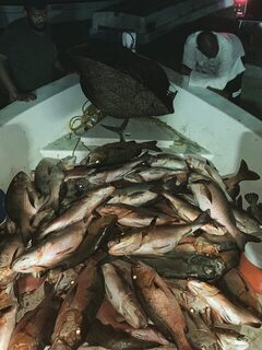 Лодочный улов у Порт-Судана: рыбалка на Красном море