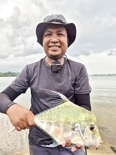 Алмазный каранкс Mimibotak на Gomu No Aji 1,6 дюйма с берега Сингапура