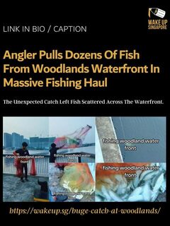 Woodlands Waterfront: сообщение о большом улове мелкой рыбы