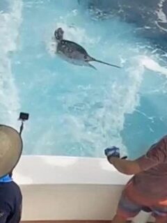 Морской хищник у кормы: вываживание на барбадосской рыбалке