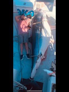 Мако тяжелее 1025 фунтов стала рекордом после сорока лет рыбалки