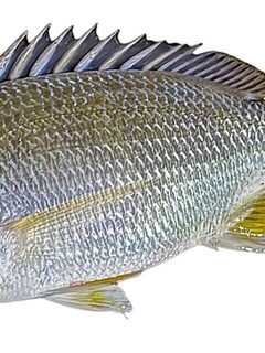 Желтоплавниковый морской лещ Тана из китайского Чжухая