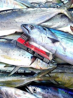 Паламиды и махи-махи Sutomore Fishing на рассвете у Бара