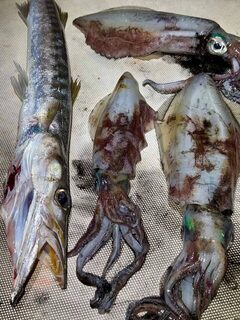 Кальмар и барракуда за один вечер Fishing_w_s в Ларнаке