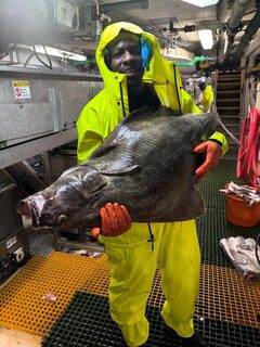 Палтус из Берингова моря оказался длиннее роста рыболова