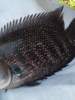 Маравила на Шри-Ланке: лагуна с хлебом, Karimeen, Килия и морской сом с берега