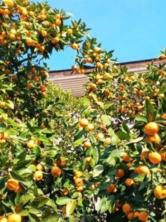 Гагрское гостеприимство с мандаринами и лимонами
