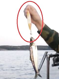 Это кальмаровая снасть?