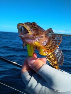Белое море, Чупа: морская рыбалка в дрейфе с блеснами и джиговыми приманками