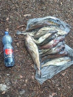 Чкаловский, Белое море: вечерняя рыбалка и улов за два-три часа