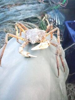 Крабы в сетях у местных на Белом море