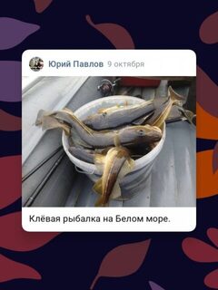 С одиннадцати до трех поймали 22 кг беломорской трески