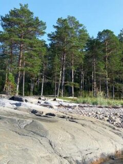 Присматриваюсь к стоянке в леске