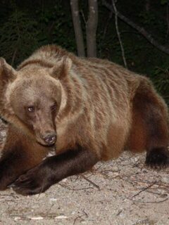 Медведица с медвежонком прямо у выхода из речки