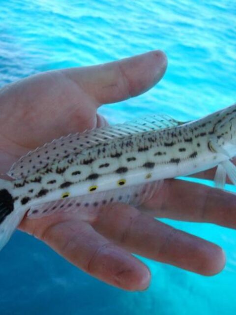 Красное море и разные крючки: леску и цевьё перекусывали, попугая он не ловил, а спинороги были